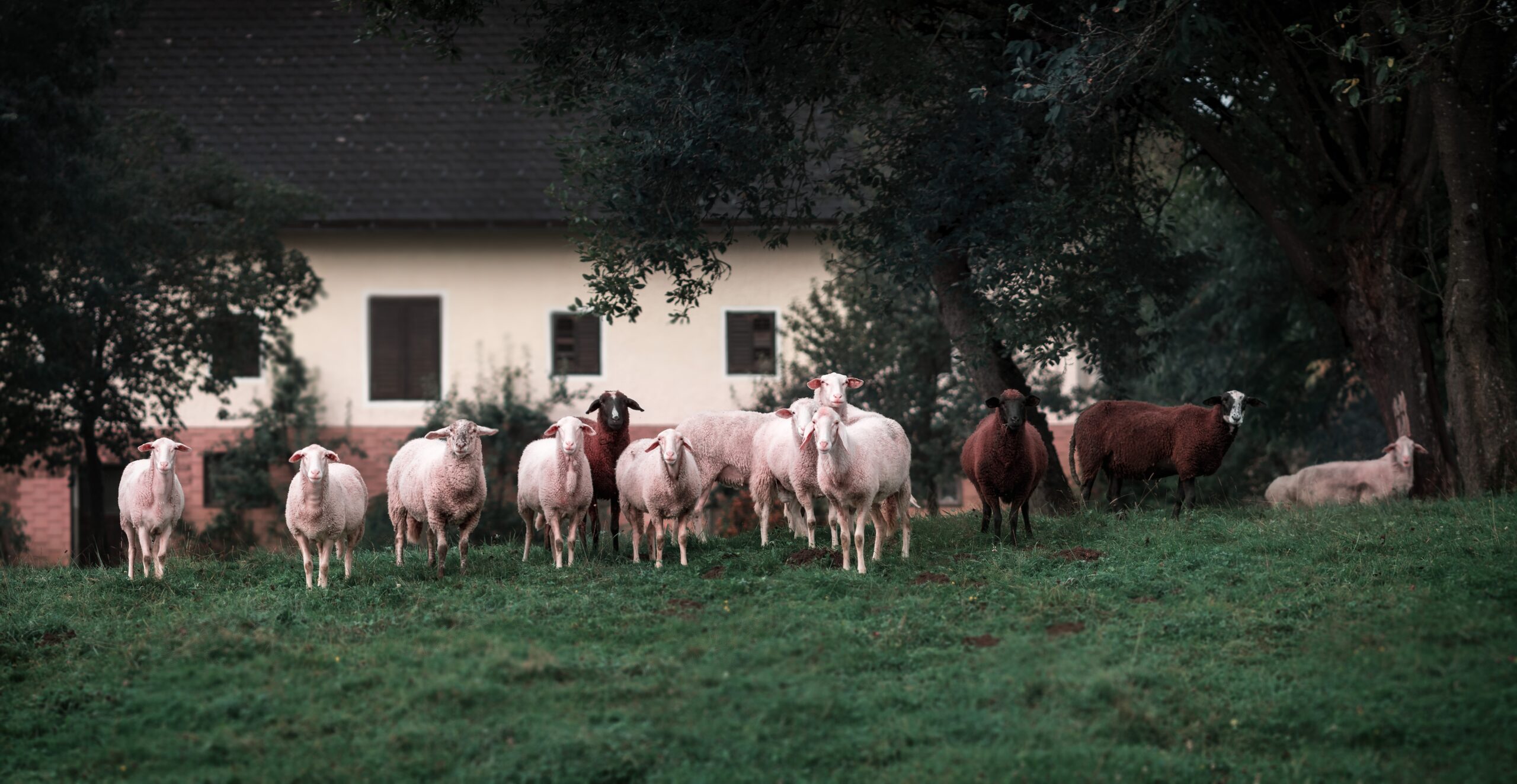 What Are The Reviews On Fibreglass Insulation Versus Sheeps Wool Insulation?