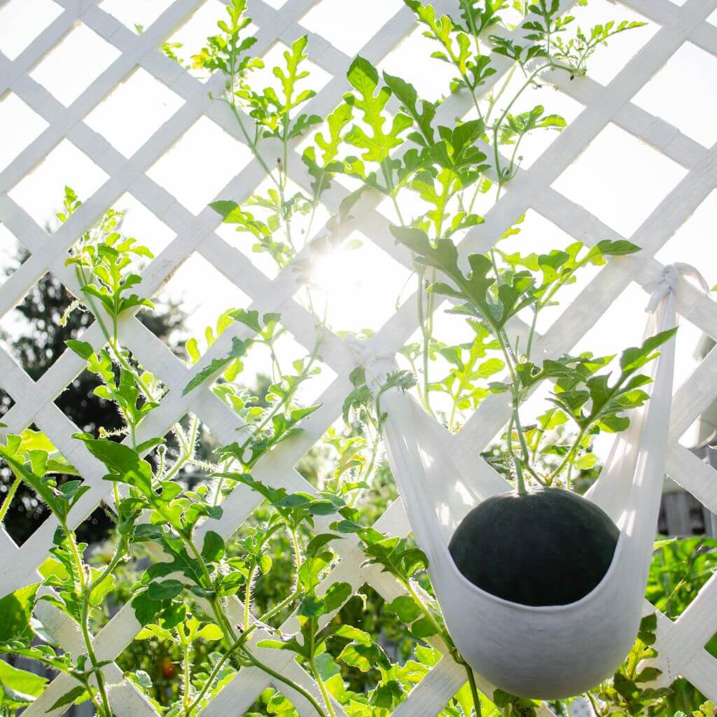 White Trellis | Building Material Reviews 