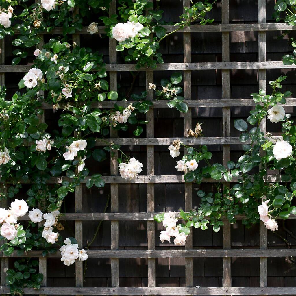 Wood Trellis | Building Material Reviews 