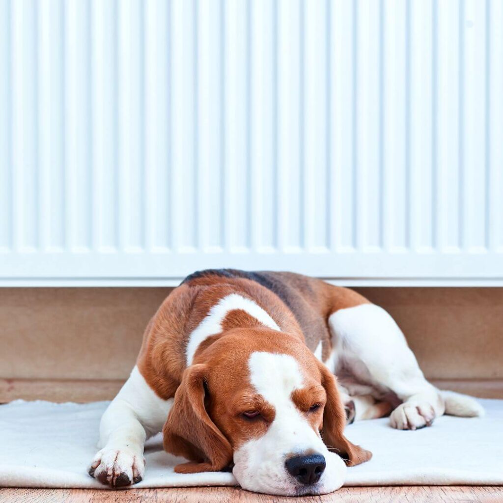 beagle dog breed laid asleep in front of radiator | building material reviews 