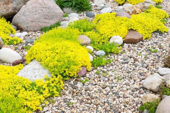 Gravel Garden | Building Material Reviews