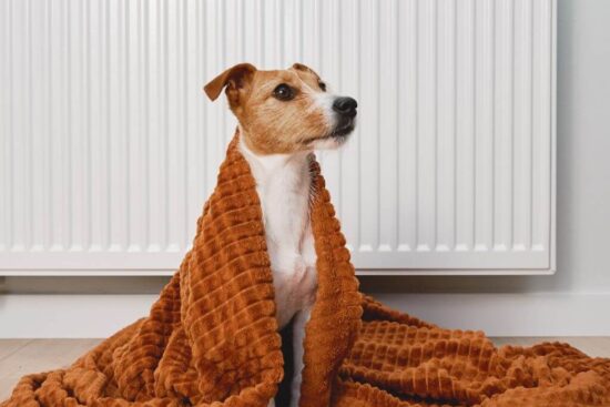 Dog in front of Cold Radiator | Building Material Reviews