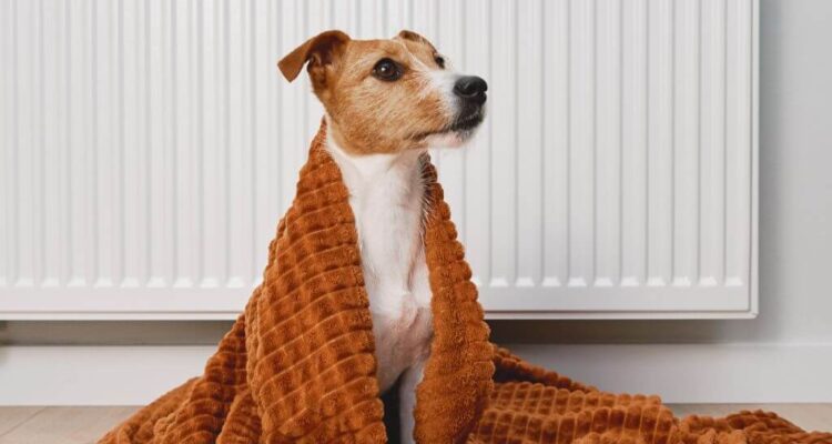 Dog in front of Cold Radiator | Building Material Reviews