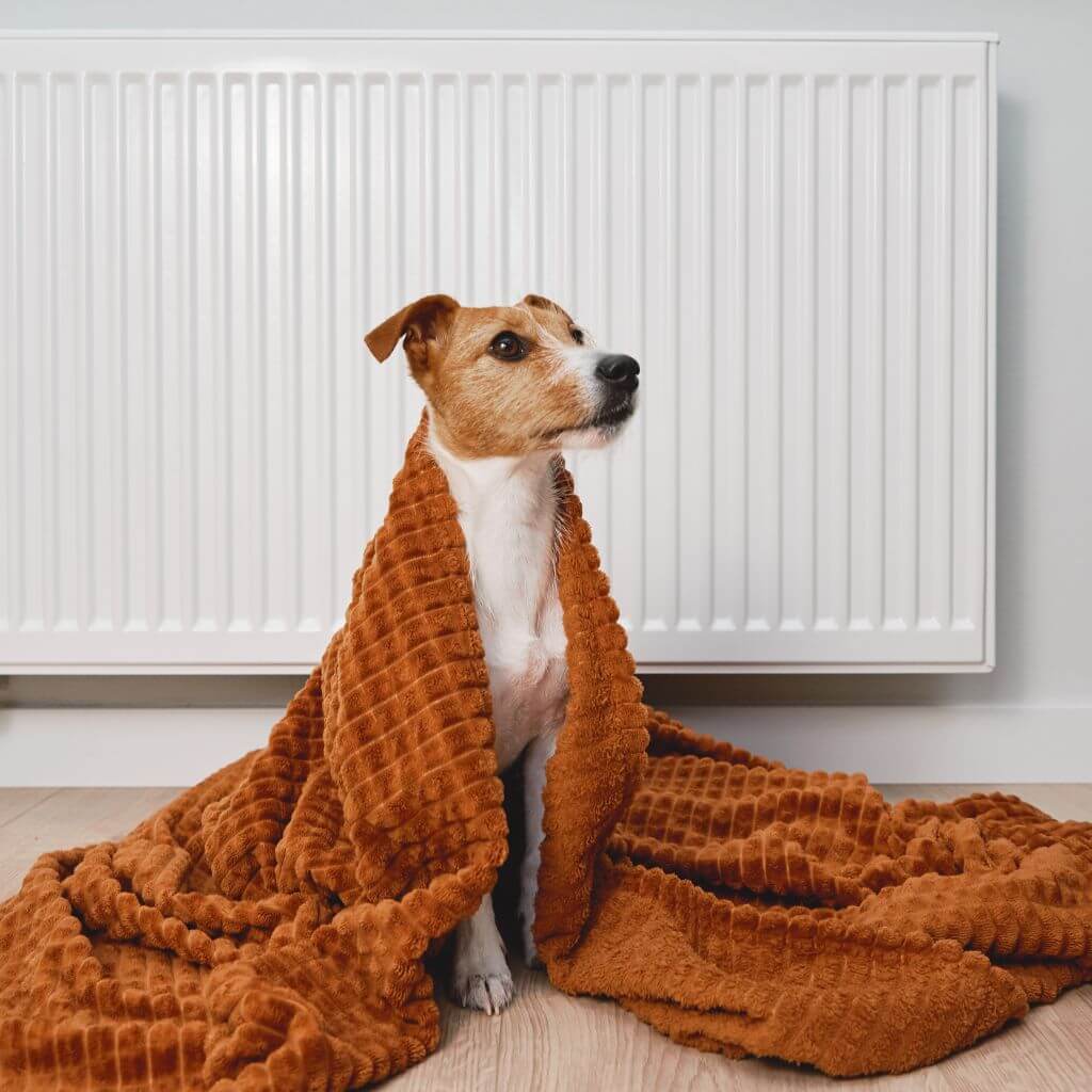 Dog in front of Cold Radiator | Building Material Reviews